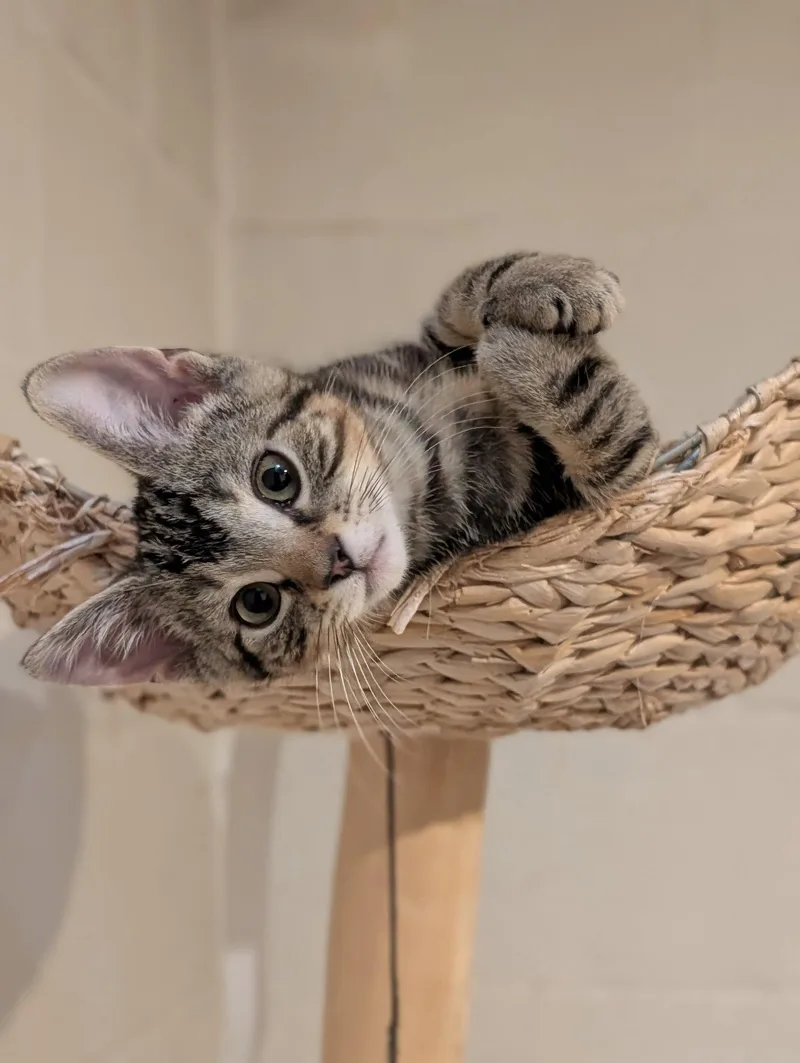 A baby medium-sized male Domestic Short Hair cat named Pollux for adoption in Dublin, OH