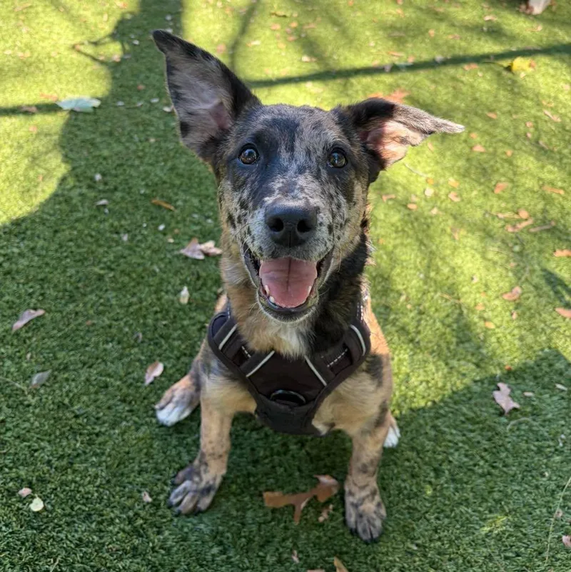 A young medium-sized female Catahoula Leopard Dog dog named Nala for adoption in Bloomfield, NJ