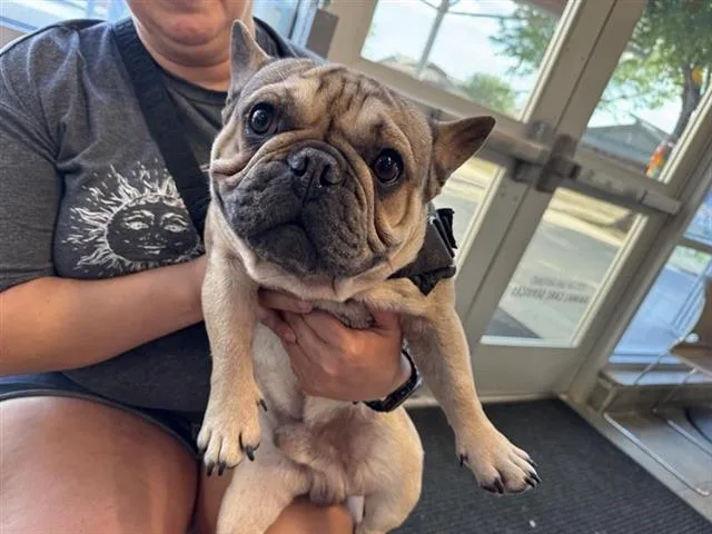 An adult small-sized male French Bulldog dog named Frenchie for adoption in San Antonio, TX