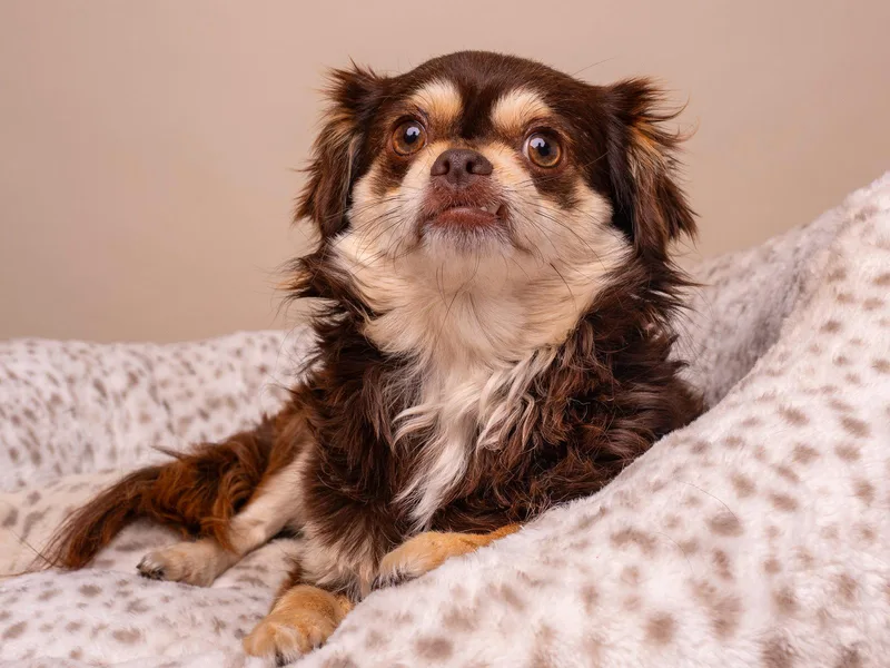 A young small-sized female Pomeranian dog named Tutu for adoption in Palo Alto, CA