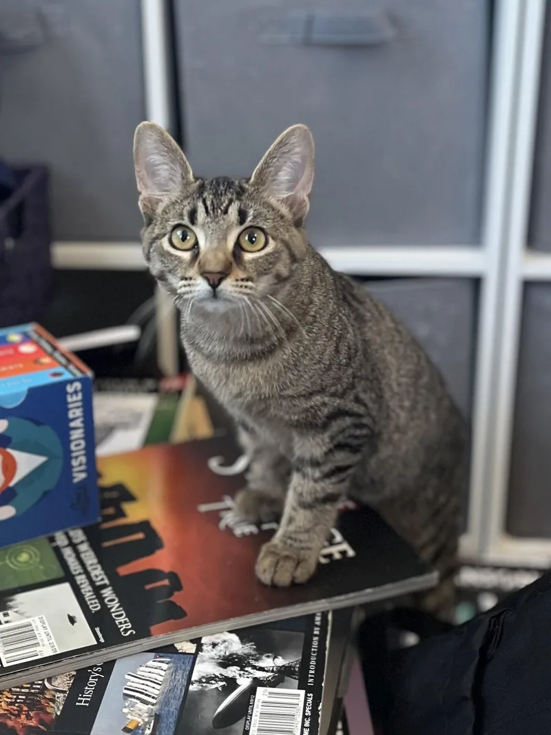 A baby medium-sized female Tabby (Brown / Chocolate) Domestic Short Hair cat named Iris for adoption in Richmond, KY