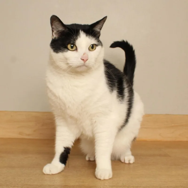 An adult large-sized male White Domestic Short Hair cat named Gregory C for adoption in Minnetonka, MN