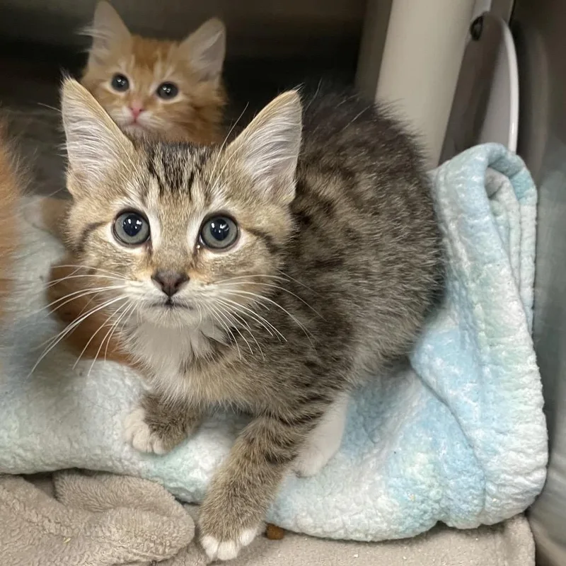 A baby small-sized male Brown / Chocolate Domestic Short Hair cat named Baldur for adoption in Keizer, OR