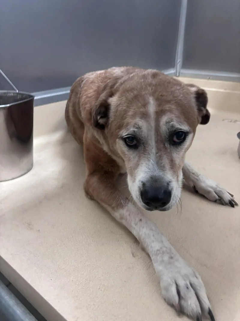 An adult medium-sized male Yellow / Tan / Blond / Fawn Labrador Retriever dog named Unknown for adoption in Burgaw, NC