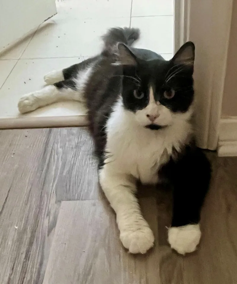 An adult medium-sized male Black & White / Tuxedo Domestic Medium Hair cat named Davy for adoption in Camarillo, CA