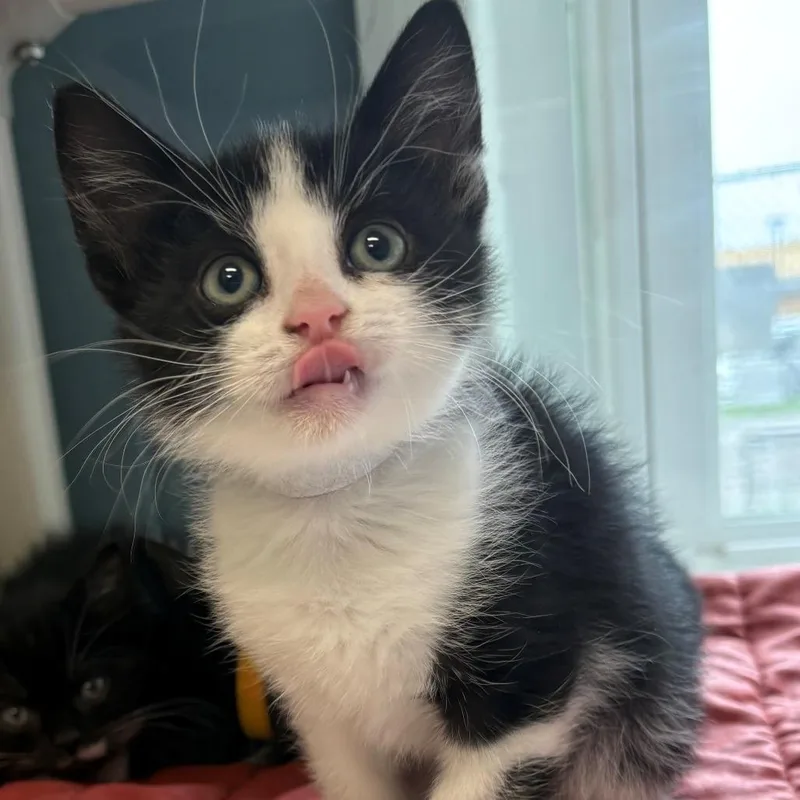 A baby small-sized male Black Domestic Short Hair cat named Mozart for adoption in East Hanover, NJ
