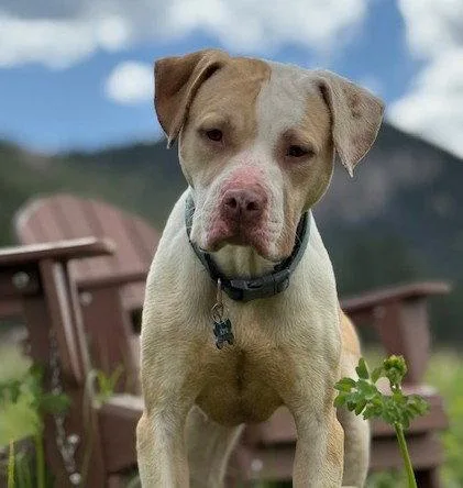 An adult medium-sized male Pit Bull Terrier dog named Bagel for adoption in Evergreen, CO