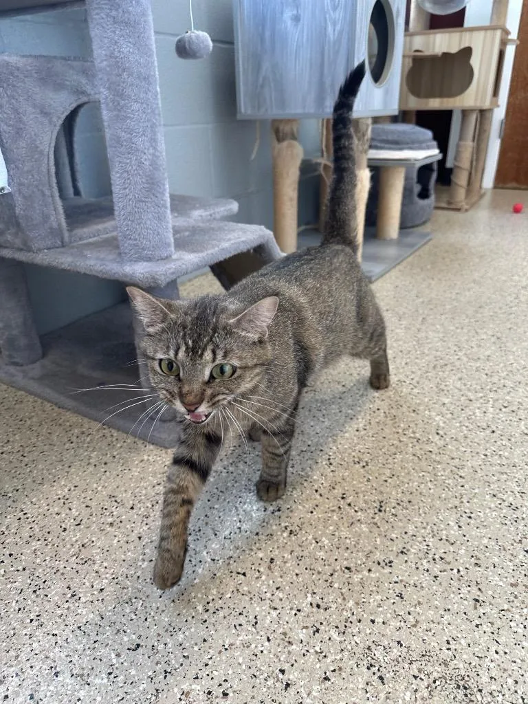 A young small-sized female Tabby cat named Pam for adoption in Newberg, OR