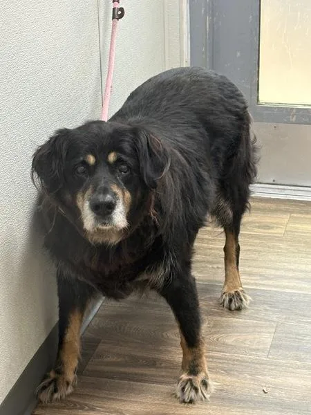 A senior large-sized male Rottweiler dog named Joe Joe for adoption in San Diego, CA