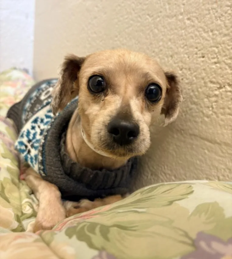 A young small-sized female Shih Tzu dog named Nano for adoption in Hagerstown, MD