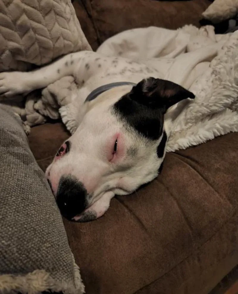 An adult medium-sized male White / Cream Pit Bull Terrier dog named Jake for adoption in Sagaponack, NY
