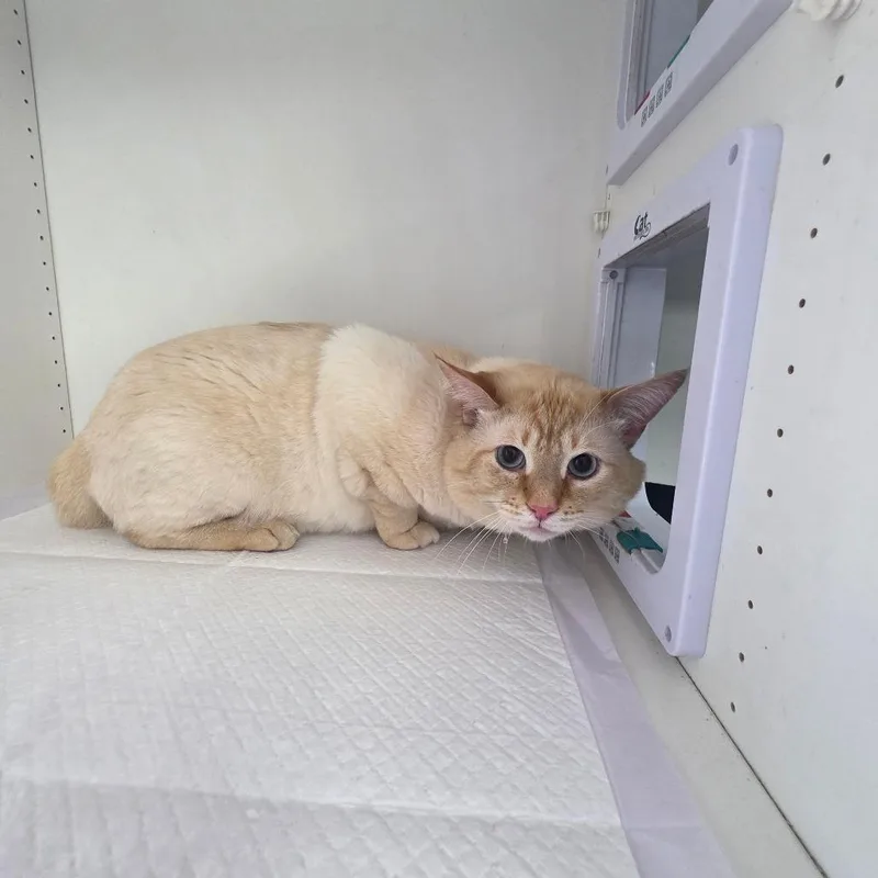 An adult small-sized male Flame Point Domestic Short Hair cat named Zeus for adoption in Duncan, OK