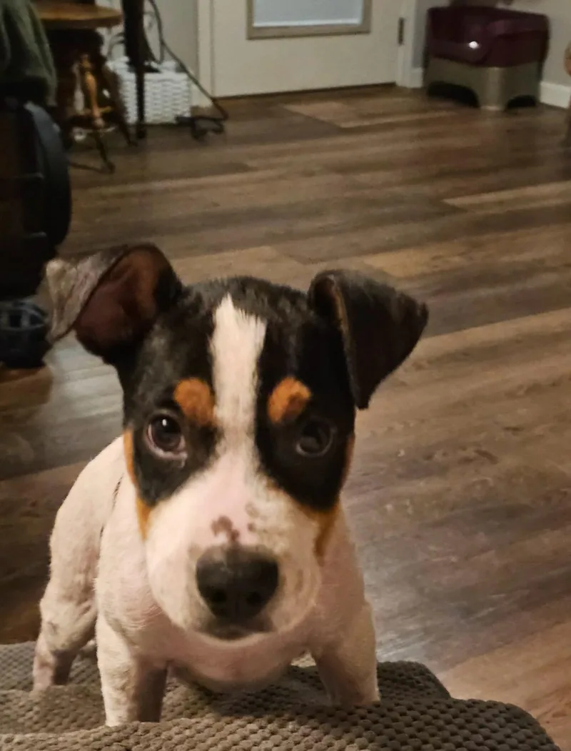 A baby small-sized male Chihuahua dog named Moo for adoption in Houston, TX