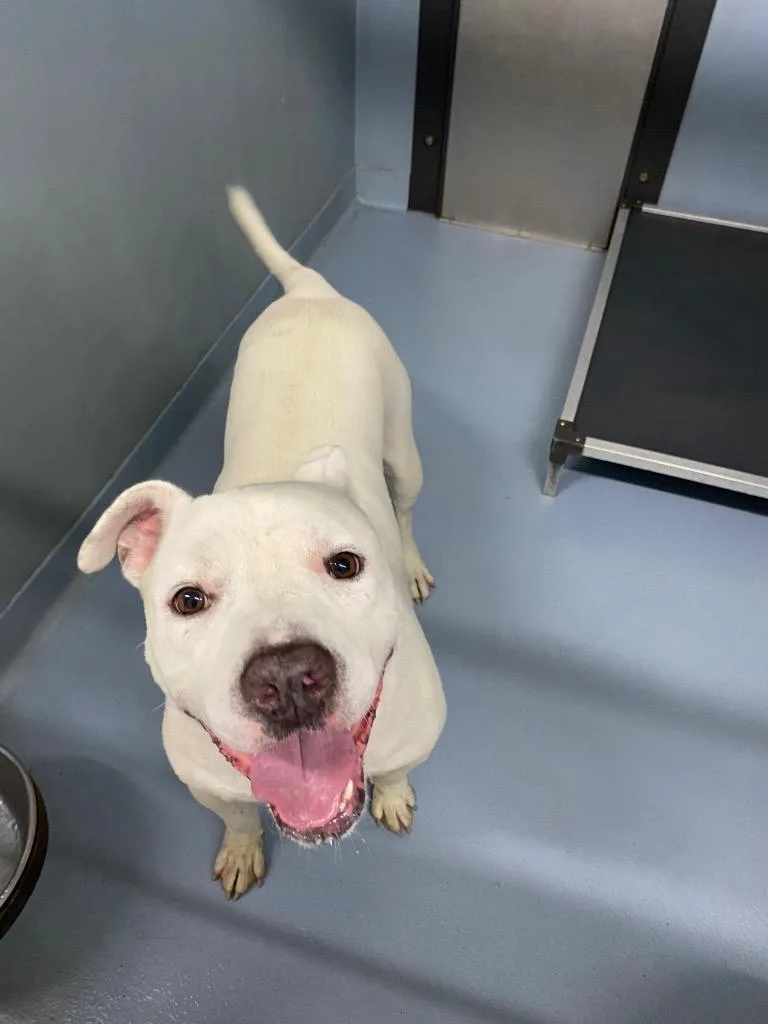 A young large-sized male Mixed Breed dog named Colonel Mustard for adoption in Cartersville , GA