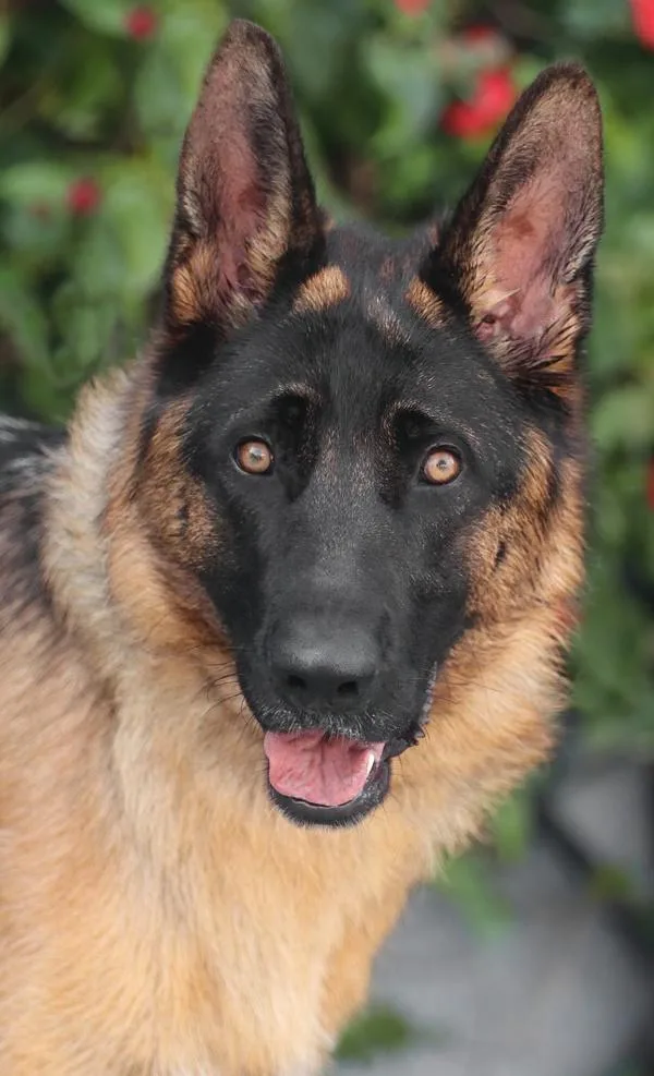 A young large-sized male Black German Shepherd Dog dog named Apollo von Artern for adoption in Los Angeles, CA