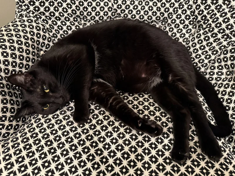 An adult large-sized male Black Domestic Short Hair cat named Gazebo for adoption in Columbia, SC