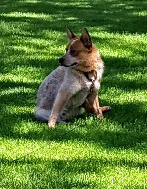 An adult medium-sized male Australian Cattle Dog / Blue Heeler dog named Keegan for adoption in Bay City, MI