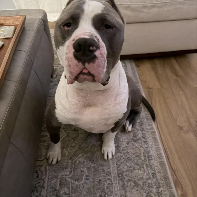 An adult large-sized male American Bully dog named Boss for adoption in Cornelius, NC