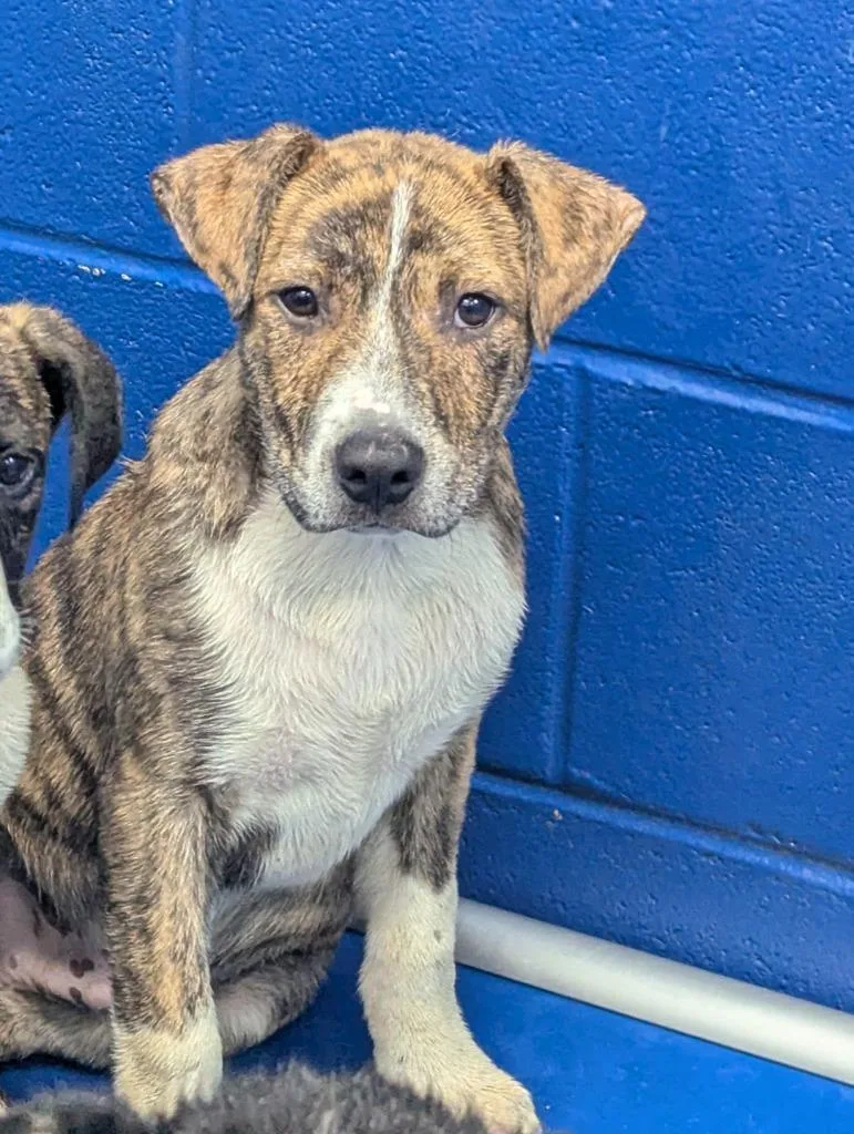 A baby medium-sized male Labrador Retriever dog named Floyd for adoption in Hartsville, SC