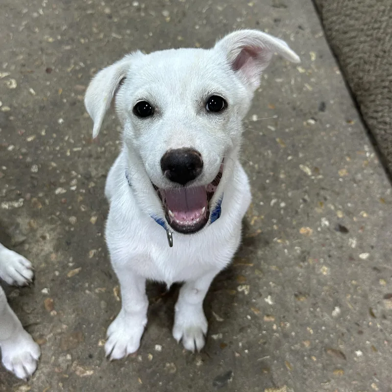 A baby medium-sized male White / Cream Shepherd dog named Charlie for adoption in Baytown, TX