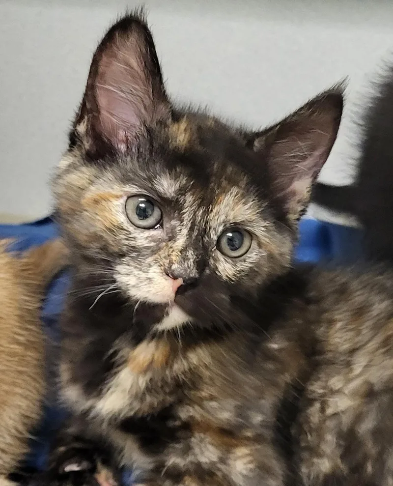 A baby medium-sized female Tortoiseshell Domestic Short Hair cat named Spark Plug for adoption in Grayslake, IL