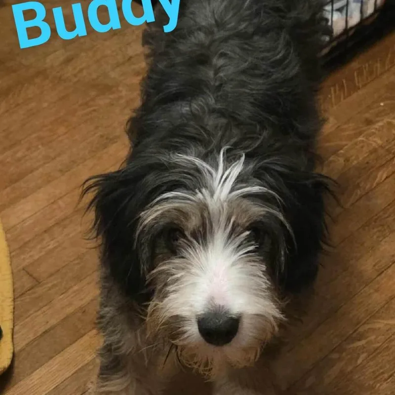 Buddy