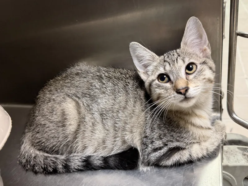 A baby medium-sized female Tabby (Brown / Chocolate) Domestic Short Hair cat named Macadamia for adoption in Wantagh, NY