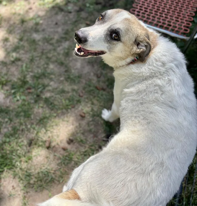 An adult large-sized female Anatolian Shepherd dog named Lady for adoption in Thompson Falls, MT