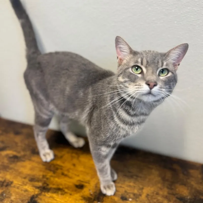 An adult large-sized male Gray / Blue / Silver Domestic Short Hair cat named Major Tom for adoption in Brownsboro, AL