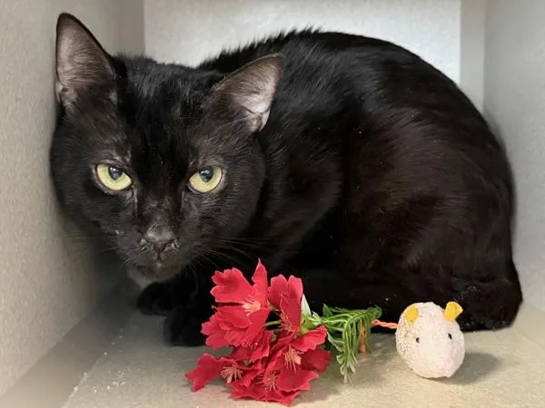 A young medium-sized male Domestic Short Hair cat named Chu Chu for adoption in New York, NY
