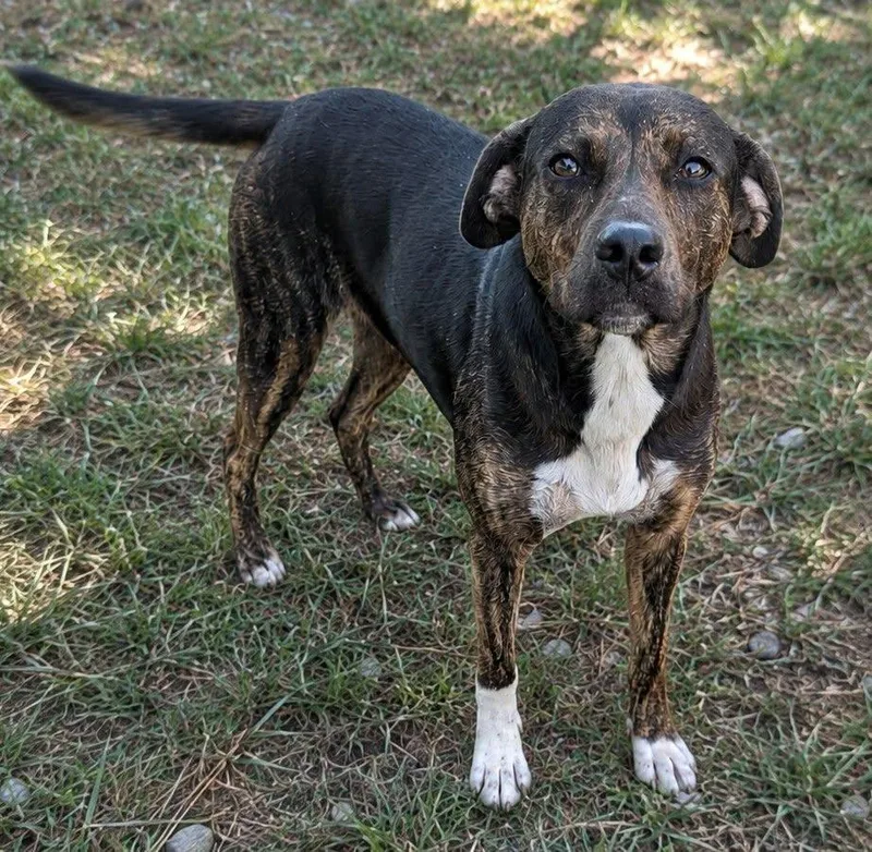 An adult medium-sized female Brindle Plott Hound dog named Mable for adoption in Jackson, GA
