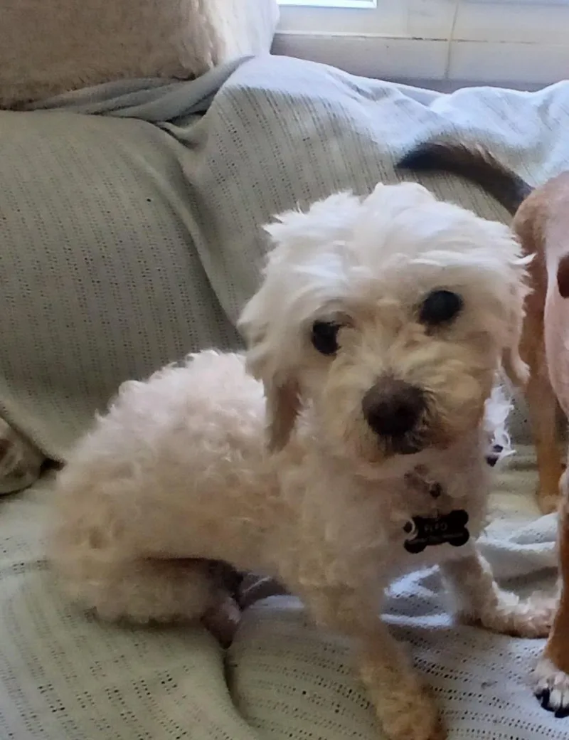 A senior small-sized female White / Cream Lhasa Apso dog named Trudy for adoption in Baldwin, MD