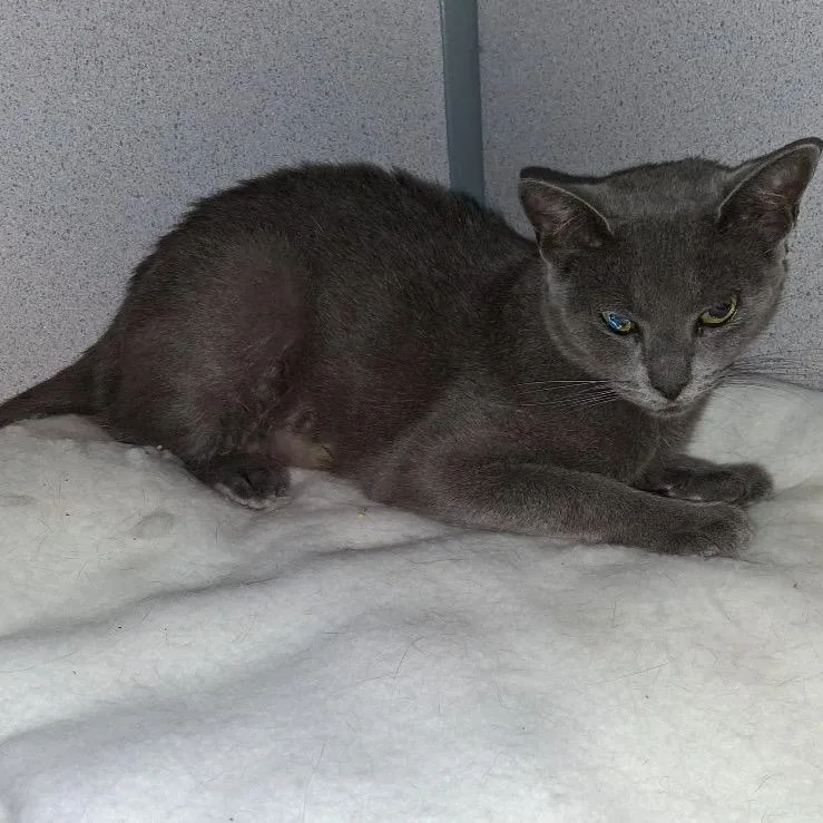 A young medium-sized female Gray / Blue / Silver Domestic Short Hair cat named Bue for adoption in Hudson, NY