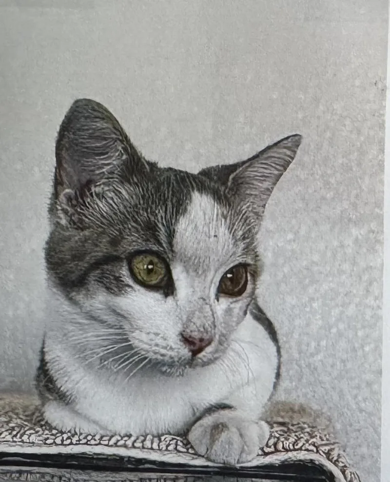 A young small-sized female Domestic Short Hair cat named Genie for adoption in Fort Madison, IA