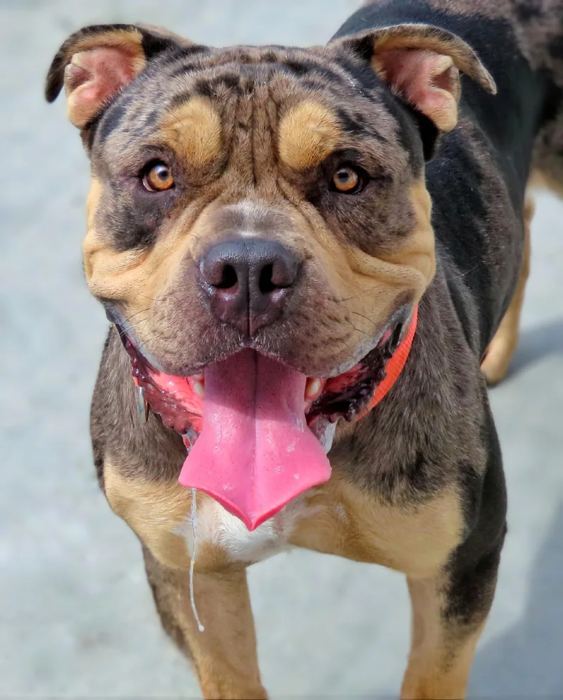 An adult large-sized male Merle (Blue) American Bully dog named Percy for adoption in Amityville, NY