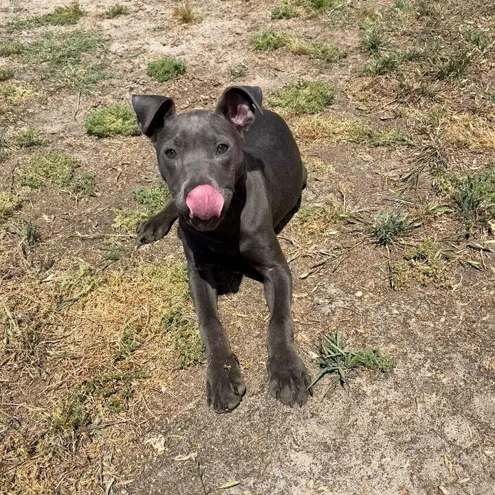 A young medium-sized male Gray / Blue / Silver Pit Bull Terrier dog named Beau for adoption in Valdosta, GA