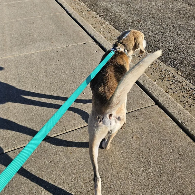 An adult large-sized male Yellow / Tan / Blond / Fawn Hound dog named Walker for adoption in Normal, IL