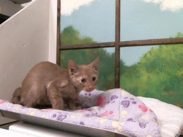 A baby small-sized male Domestic Short Hair cat named A for adoption in Houston, TX