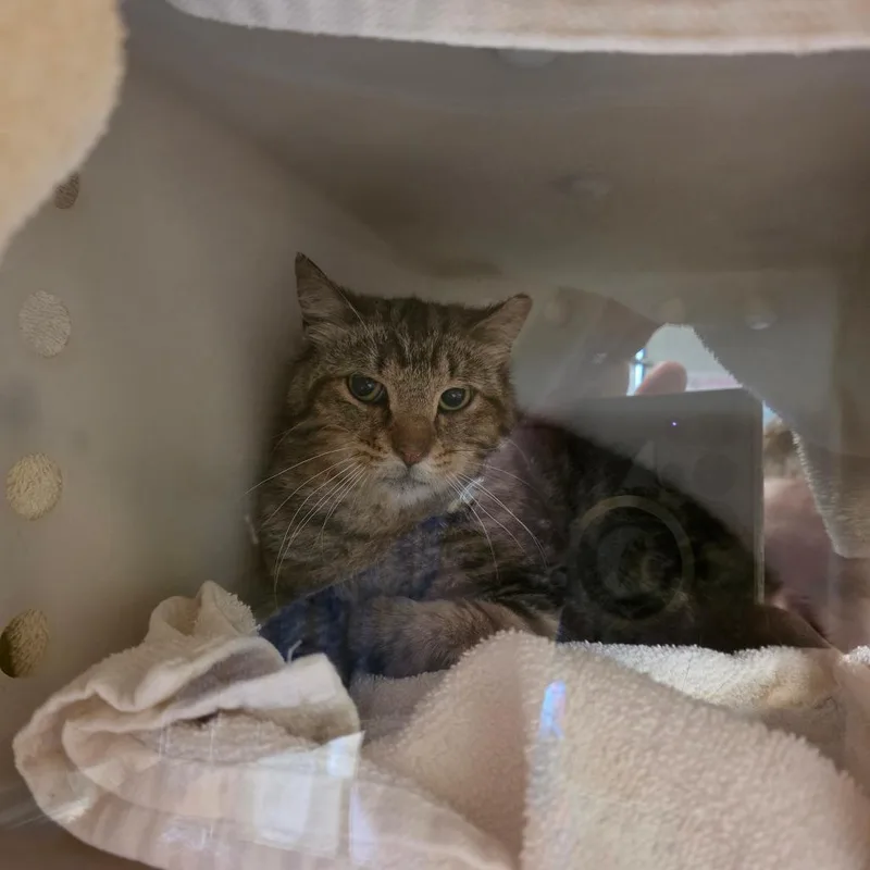 An adult medium-sized male Brown / Chocolate Domestic Short Hair cat named Leroy for adoption in Bristol, IN