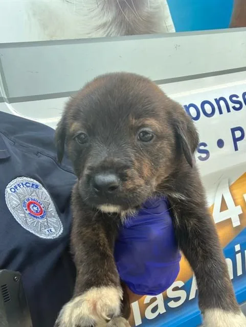 A baby large-sized female Mixed Breed dog named Hilda for adoption in Dallas, TX