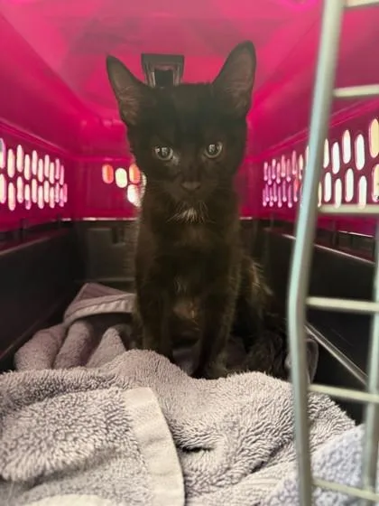 A baby small-sized male Domestic Medium Hair cat named Ronnie for adoption in Houston, TX