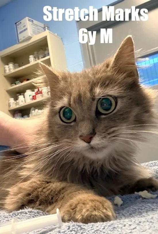 An adult medium-sized male Buff & White Domestic Medium Hair cat named Stretch for adoption in Pegram, TN