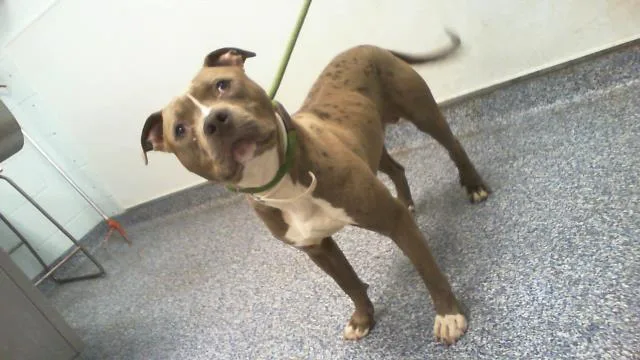 A young medium-sized male Pit Bull Terrier dog named Blue for adoption in Charlotte, NC