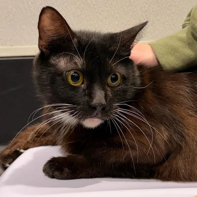 An adult medium-sized female Black Domestic Short Hair cat named Sylvia for adoption in Tampa, FL