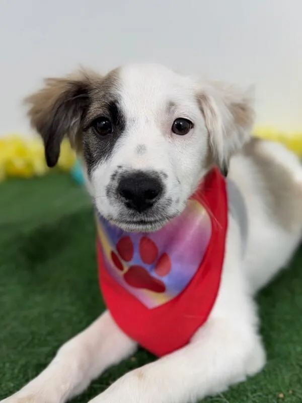 A baby medium-sized female White / Cream Golden Retriever dog named Lollipop for adoption in Carlsbad, CA