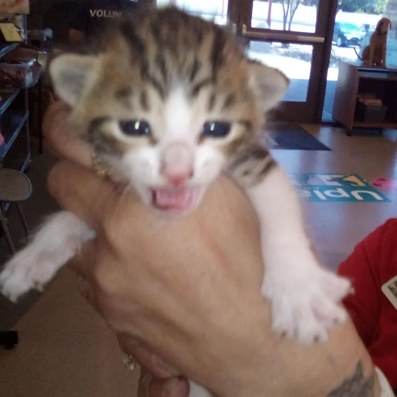 A baby small-sized male Calico Domestic Short Hair cat named Twix for adoption in Upland, CA