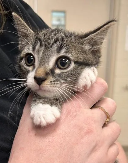 A baby small-sized female Domestic Short Hair cat named Welch for adoption in Fishers, IN