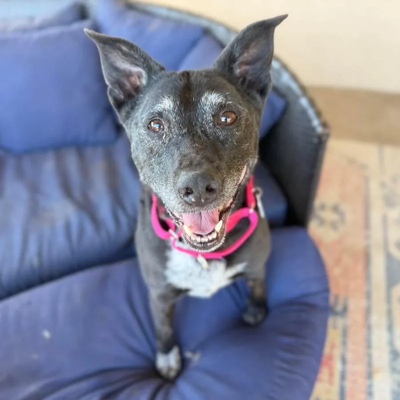 A senior medium-sized female Black Labrador Retriever dog named Katie Kiwi for adoption in Ramona, CA