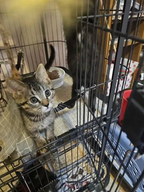 A baby small-sized female Domestic Short Hair cat named Gigi for adoption in Sacramento, CA