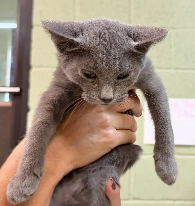 A baby medium-sized male Domestic Short Hair cat named Silver for adoption in Burnsville, NC